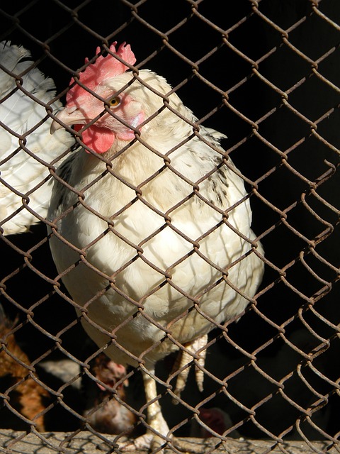 对手和复杂 对手和复杂